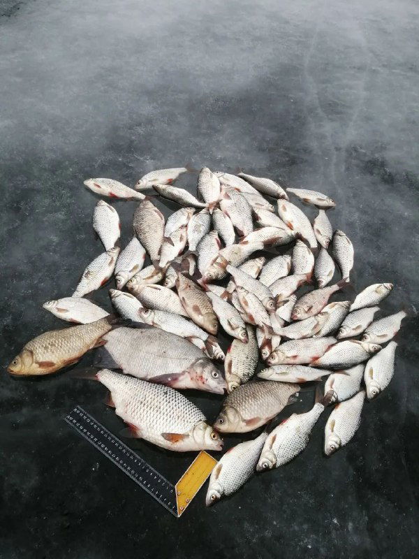 Куча мелкой рыбы, выложенная на лед рядом с линейкой и инструментами — суммарный дневной улов с ночи и утра на реке Маныч.