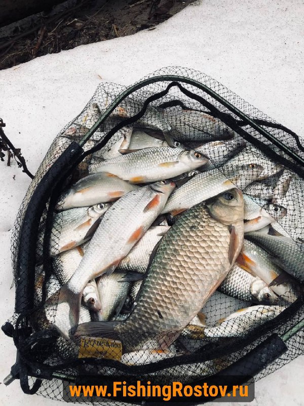 Улов в подсаке на снегу: несколько карасей, рыбец и другие рыбы, снятые крупным планом после рыбалки на Холодном.