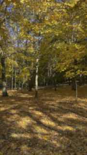 Осенний лес с жёлтой листвой на земле и солнечными прожилками, смазанный кадр шагающего автора — часть прогулки для восстановления work‑life balance.