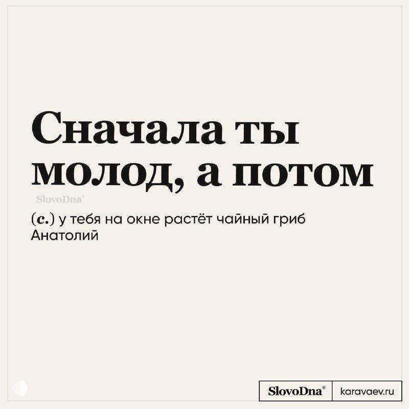 Чайный гриб Анатолий — про комбучу и домашний напиток