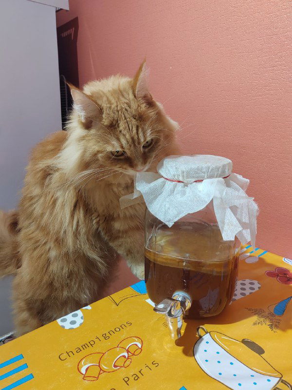 Рыжий кот sniffing рядом с банкой домашней комбучи: стеклянная банка с тканевой крышкой и видимым скоби на кухонном столе.