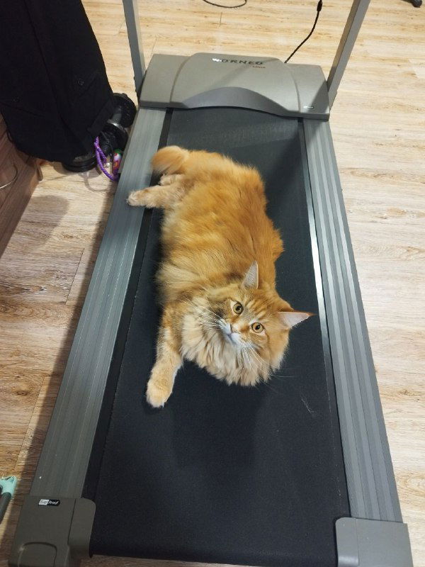 Мой фитнес‑эксперимент: беговая дорожка в аренду