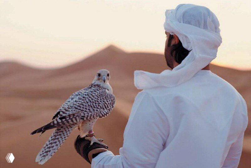 Соколиная дипломатия: как арабы строят отношения через птиц