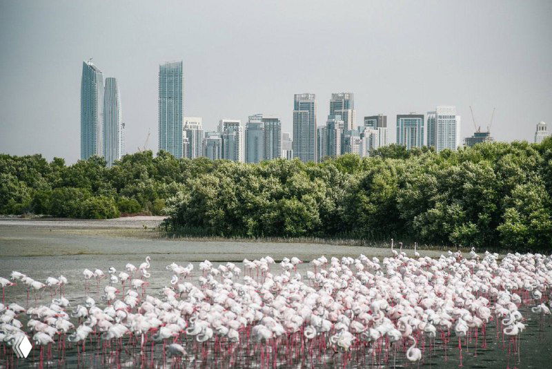 Практический гайд для брокеров в Дубае — AML/CFT