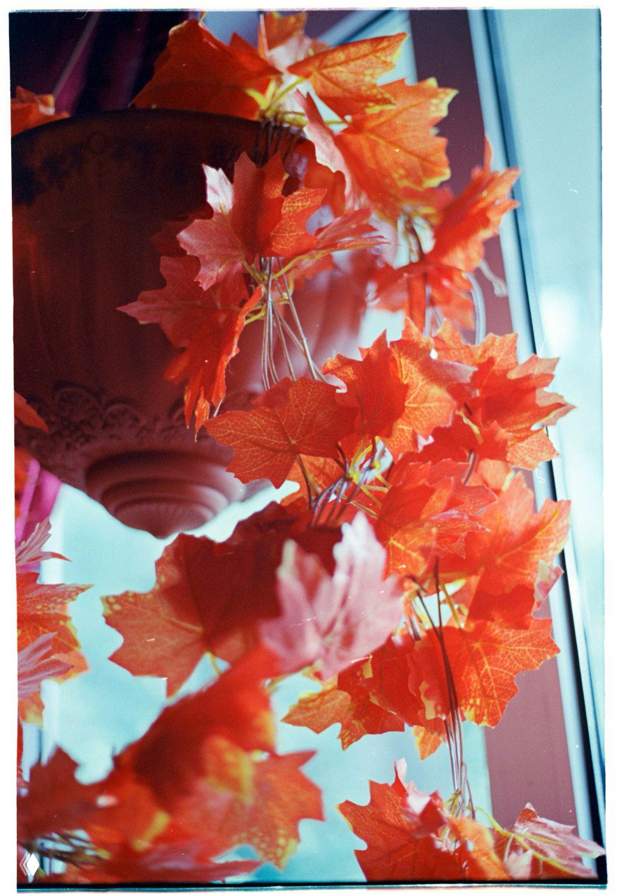Скан кадра Kodak Vision3 250D: искусственные красные листья у окна, насыщенные тёплые тона с мягкой текстурой и малым зерном плёнки.