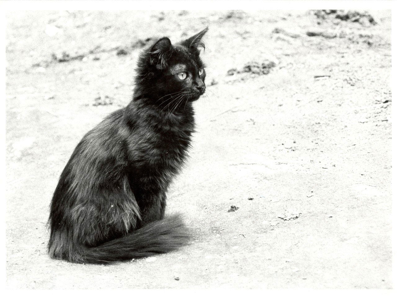 Печать: увеличенный кадр с котёнком