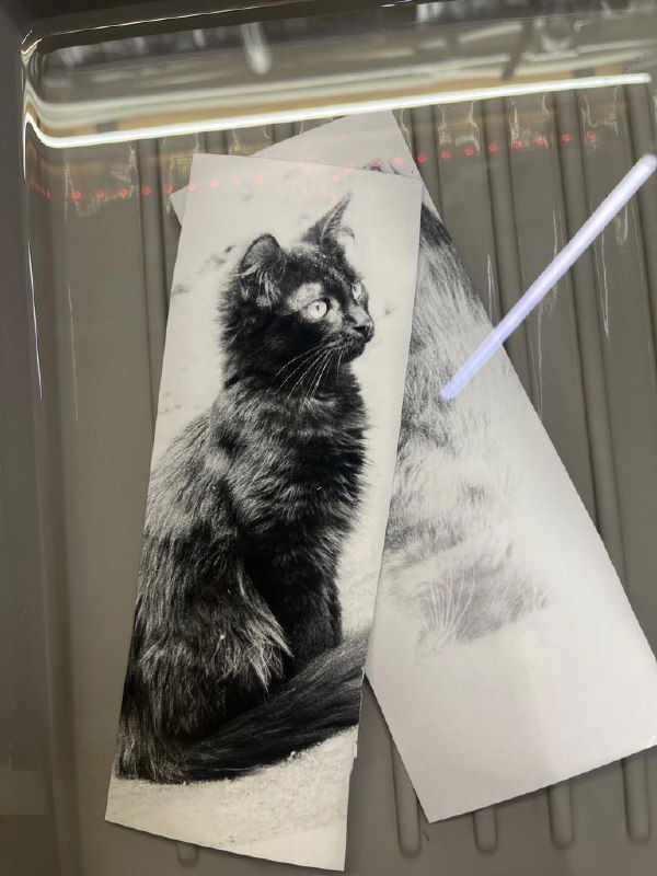 Две отпечатанные полоски с изображением котёнка в лотке для проявки; видна отражённая подсветка и следы обращения с бумагой.