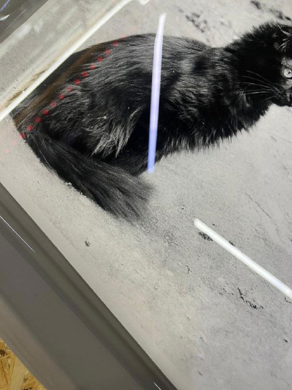 Деталь печати — хвост и задняя часть котёнка в лотке для проявки; заметны блики отражённого света и текстура эмульсии.