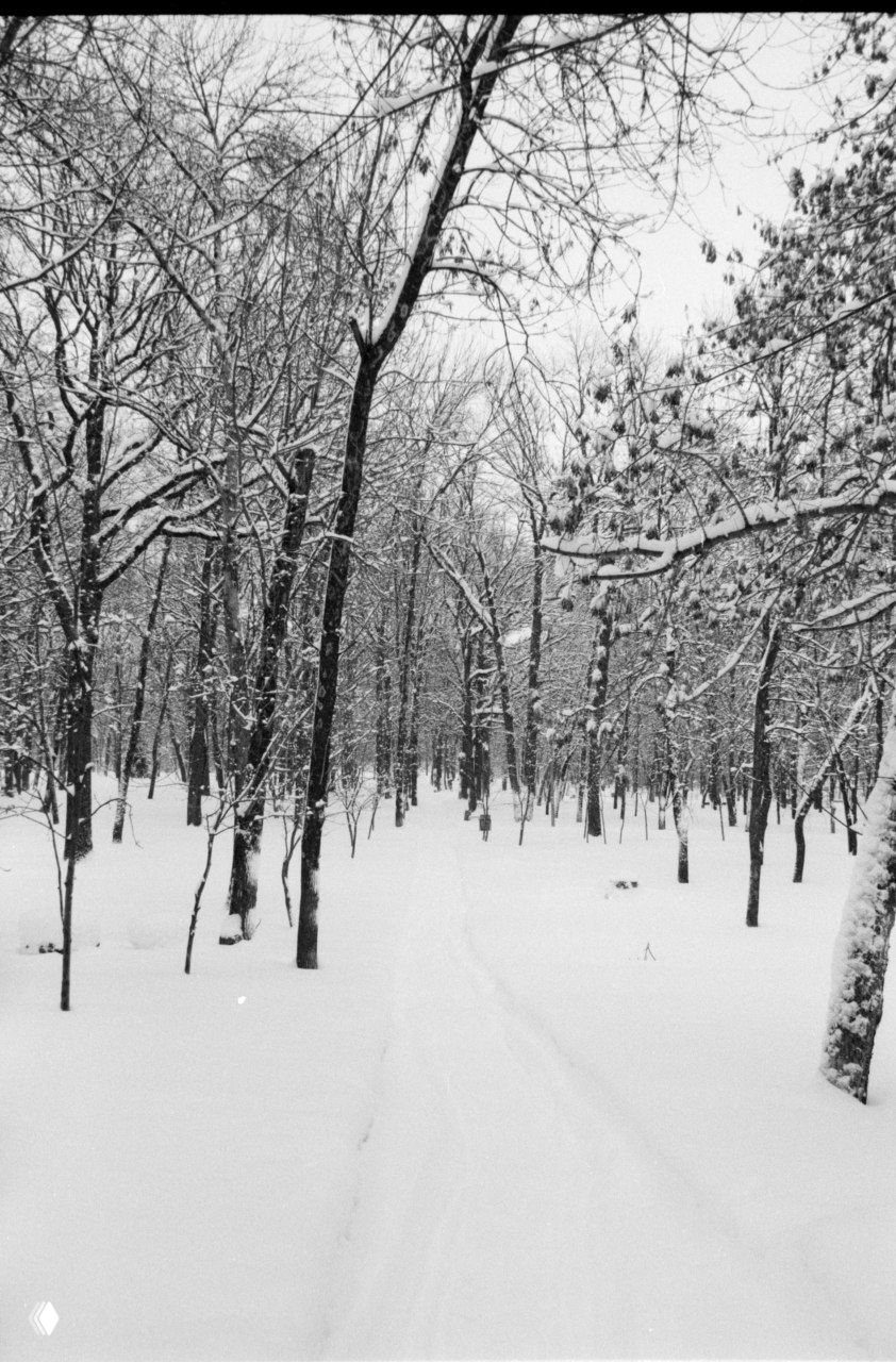Вертикальный чёрно‑белый снимок заснеженного леса с деревьями, видна выраженная зернистость плёнки и контрастный тональный рисунок кадра.