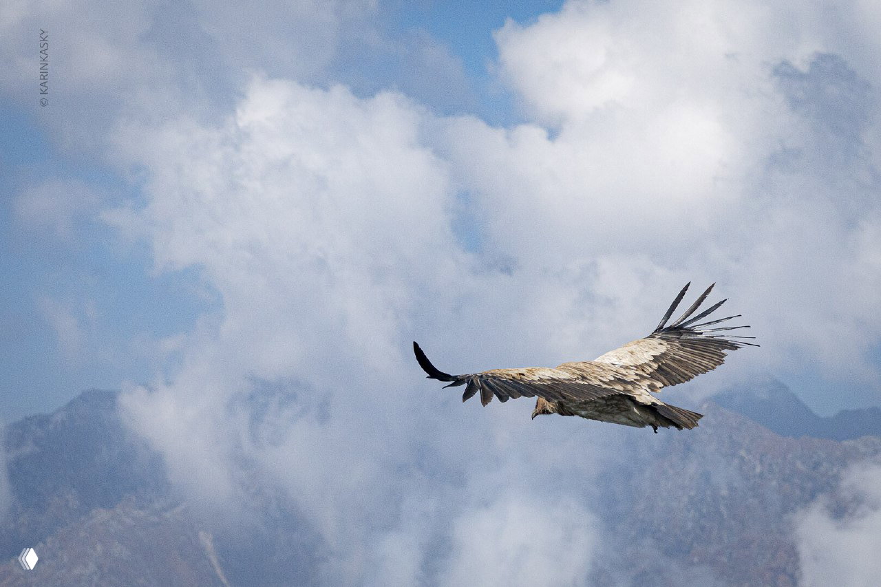 Гигантская птица с размахом крыла до 2,5 м