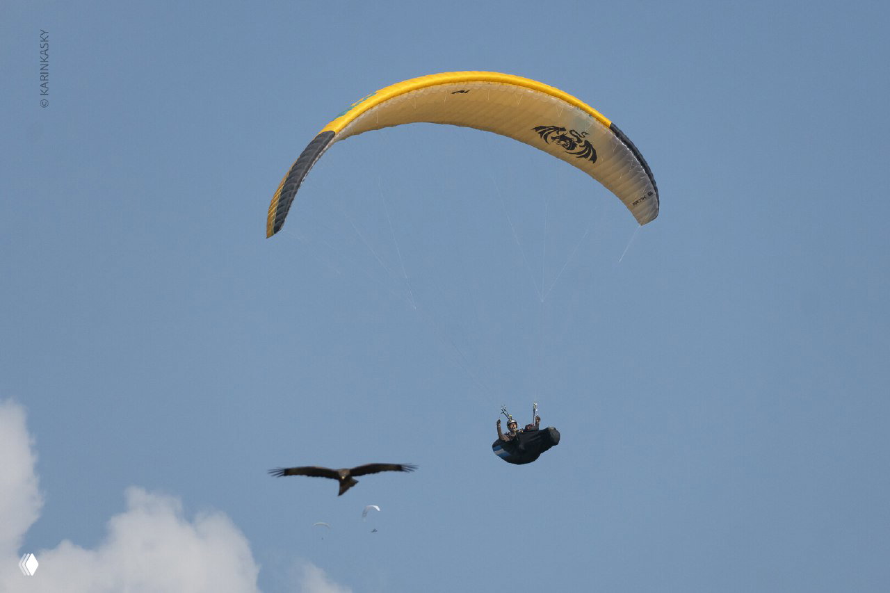 Птица и парапланист в небе: крупная птица летит рядом с желтой парапланной крышей, подчёркивая близость и динамику полёта.