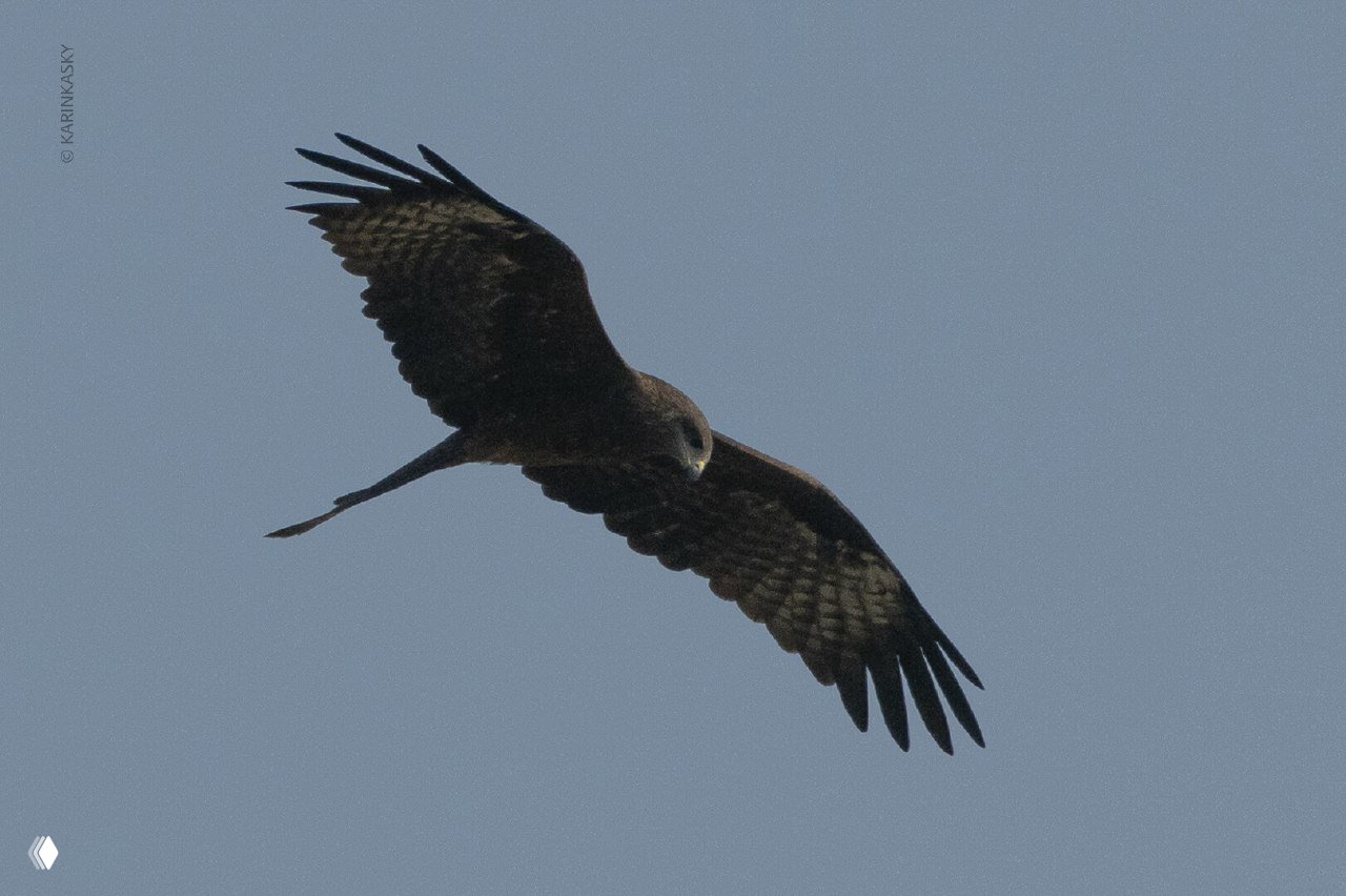 Крупный план хищной птицы в полёте на фоне голубого неба; виден профиль головы и заострённый клюв, акцент на характеристиках хищника.