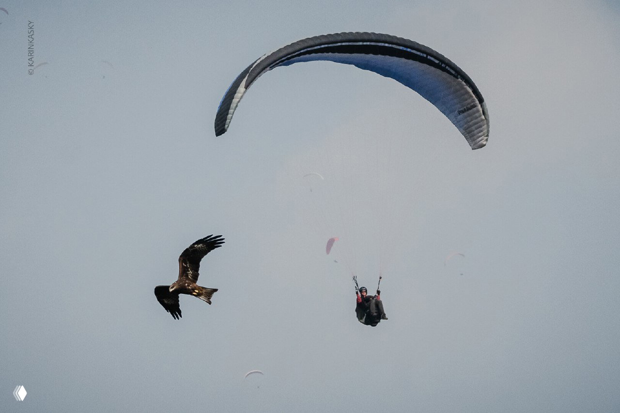 Птица летит рядом с парапланистом: кадр показывает взаимодействие птицы и пилота в воздушном потоке и простор неба вокруг.