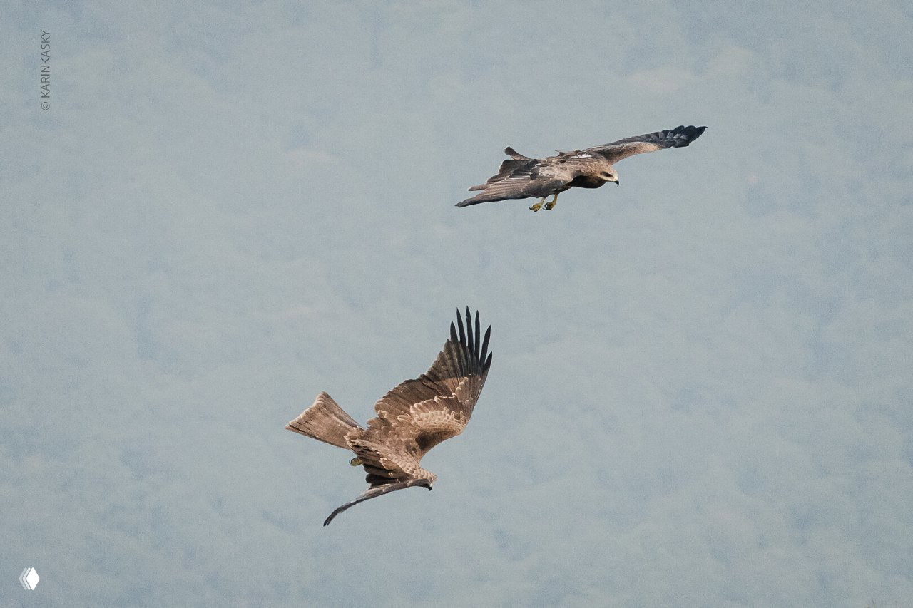 Два хищных птиц в полёте над лесистыми склонами; видно плоские силуэты крыльев и гармонию движений в воздушном потоке.