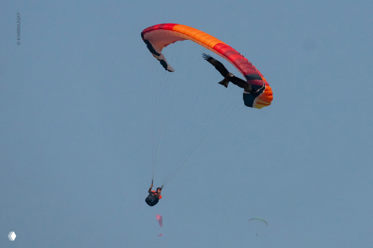 Птица, пролетающая близко к серо-красному параплану; кадр демонстрирует напряжённую близость и масштабы птицы относительно пилота.