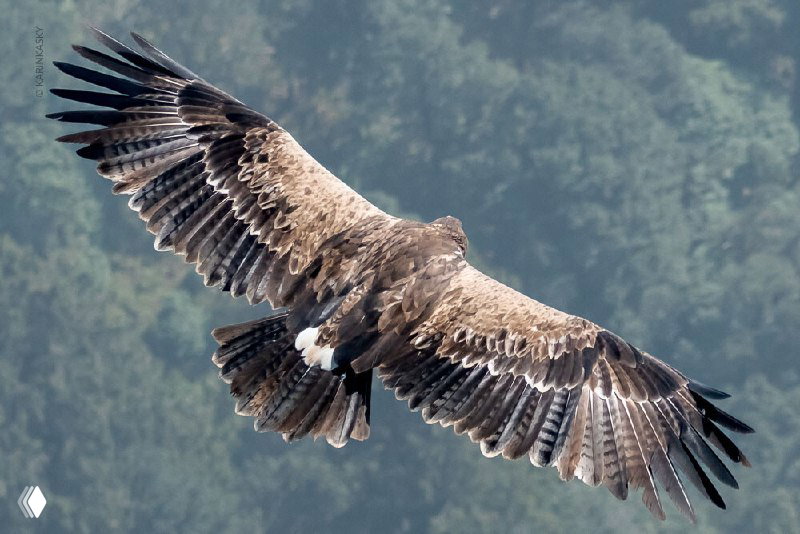 Парапланерные воспоминания из Индии