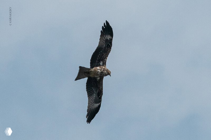 Одиночный хищник в размахе крыла парит в чистом небе — птица, замеченная во время термического набора высоты у парапланов в Индии.
