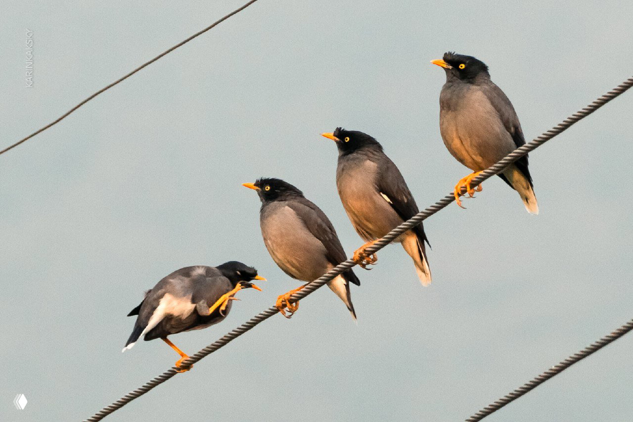 Четыре птицы, присевшие на электрические провода, одна птица громко кричит к соседям — контраст природы и полетной темы поста.
