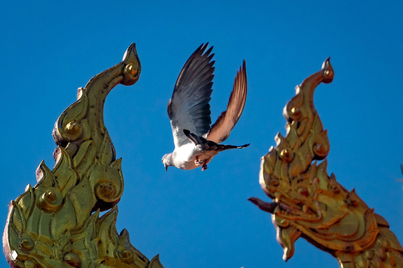 Птица в полёте рядом с архитектурным элементом золотистого орнамента на фоне яркого голубого неба, кадр подчёркивает тему полёта