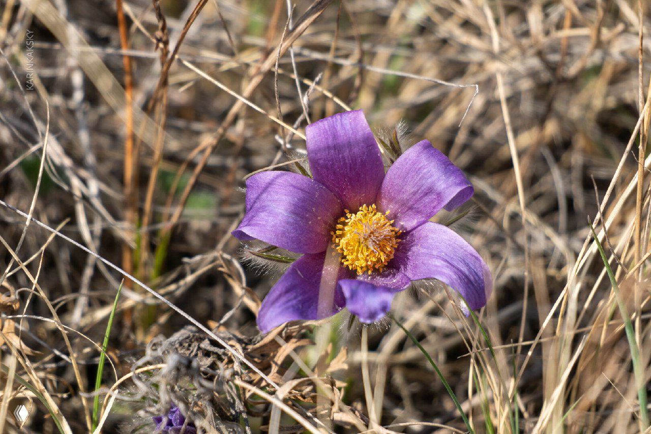 Крупный план фиолетового цветка в степной траве — макрофотография с видимыми тычинками и пушистыми стеблями на фоне сухой травы.
