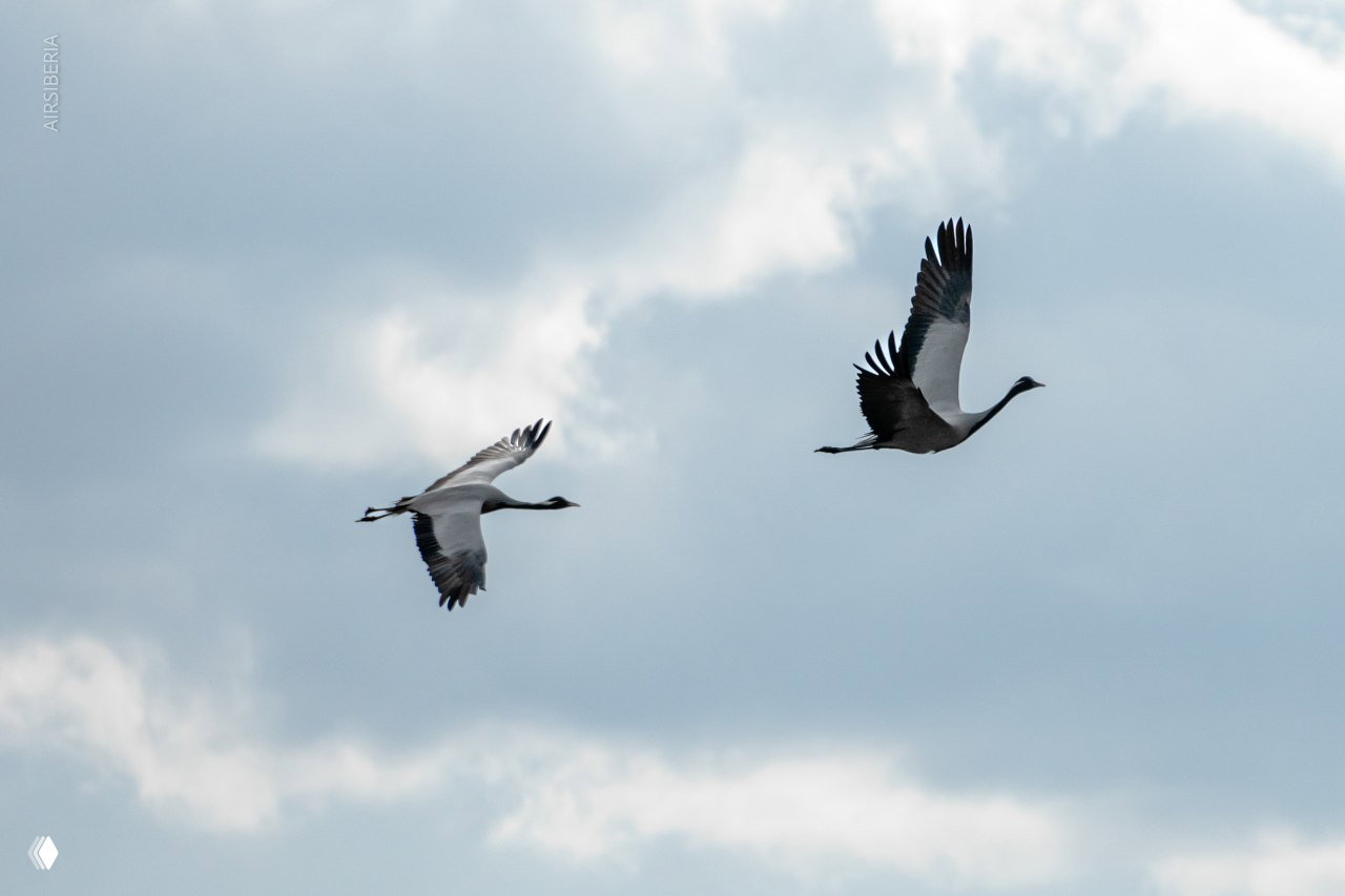 Две крупные птицы в полёте на фоне светлого неба: аккуратные силуэты птиц создают композицию рядом с зоной полётов.
