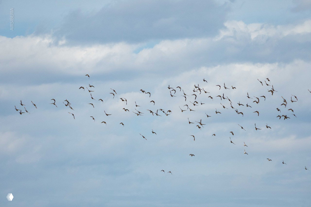 Большое стадо летающих птиц на голубоватом фоне неба: компактная стая в динамике создаёт ощущение движения над местностью.