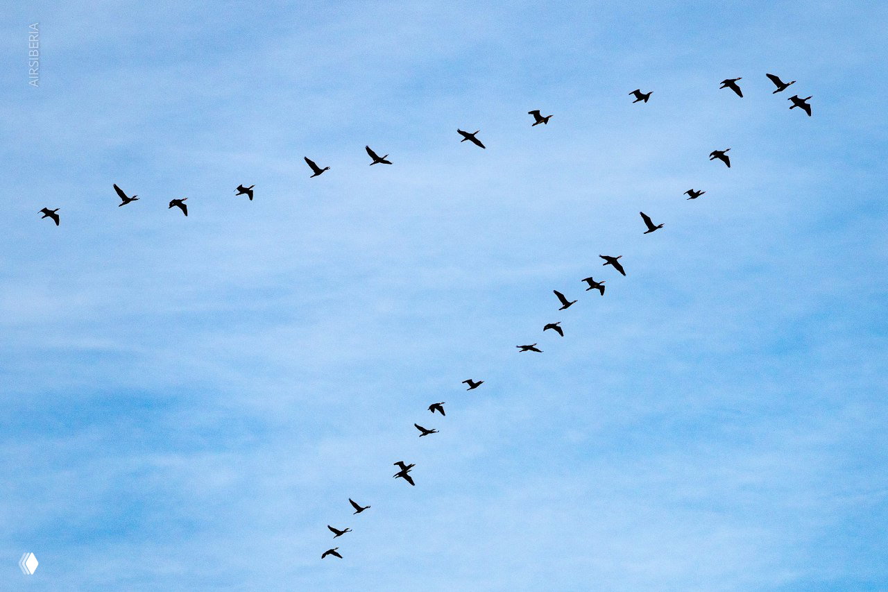 Стая птиц в V‑образном строю на голубом небе — символ коллективного движения и полётов над просторами Хакасии.