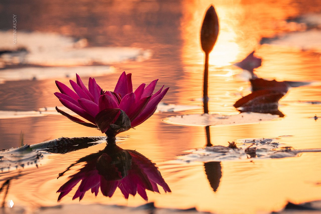 Закатная сцена с розовым лотосом на воде — пейзаж и атмосферные кадры, сопутствующие программам отдыха и экскурсий во время выезда.