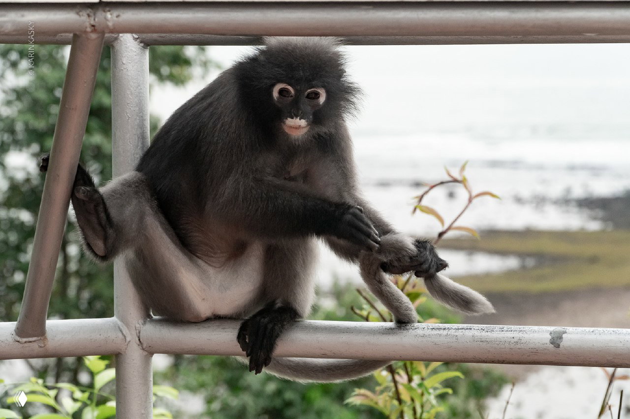 Молодая обезьяна сидит на перилах у побережья — встречи с дикой природой и живой фауной как часть локального опыта путешествия.