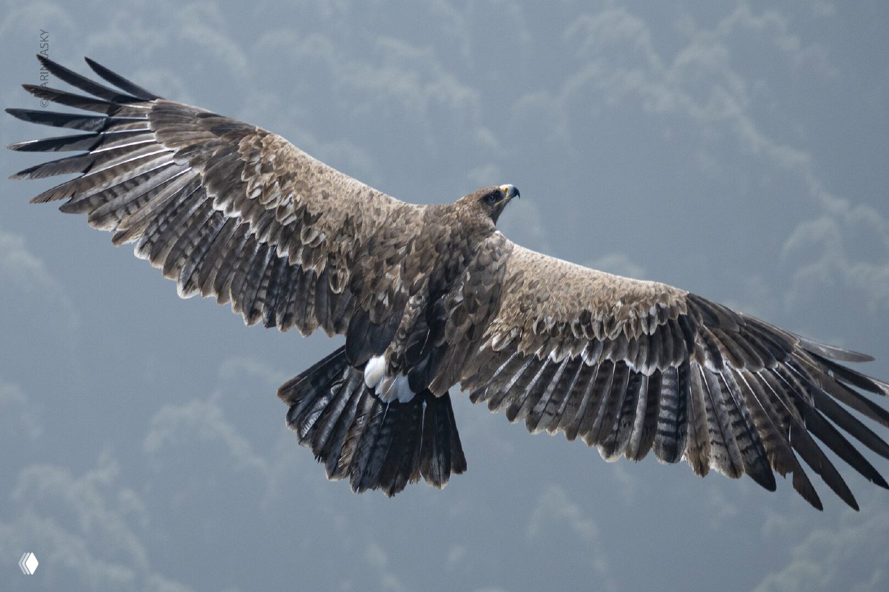 Крупный план орла в полёте с расправленными крыльями на фоне размытых лесных склонов — природа и птица-символ полёта.