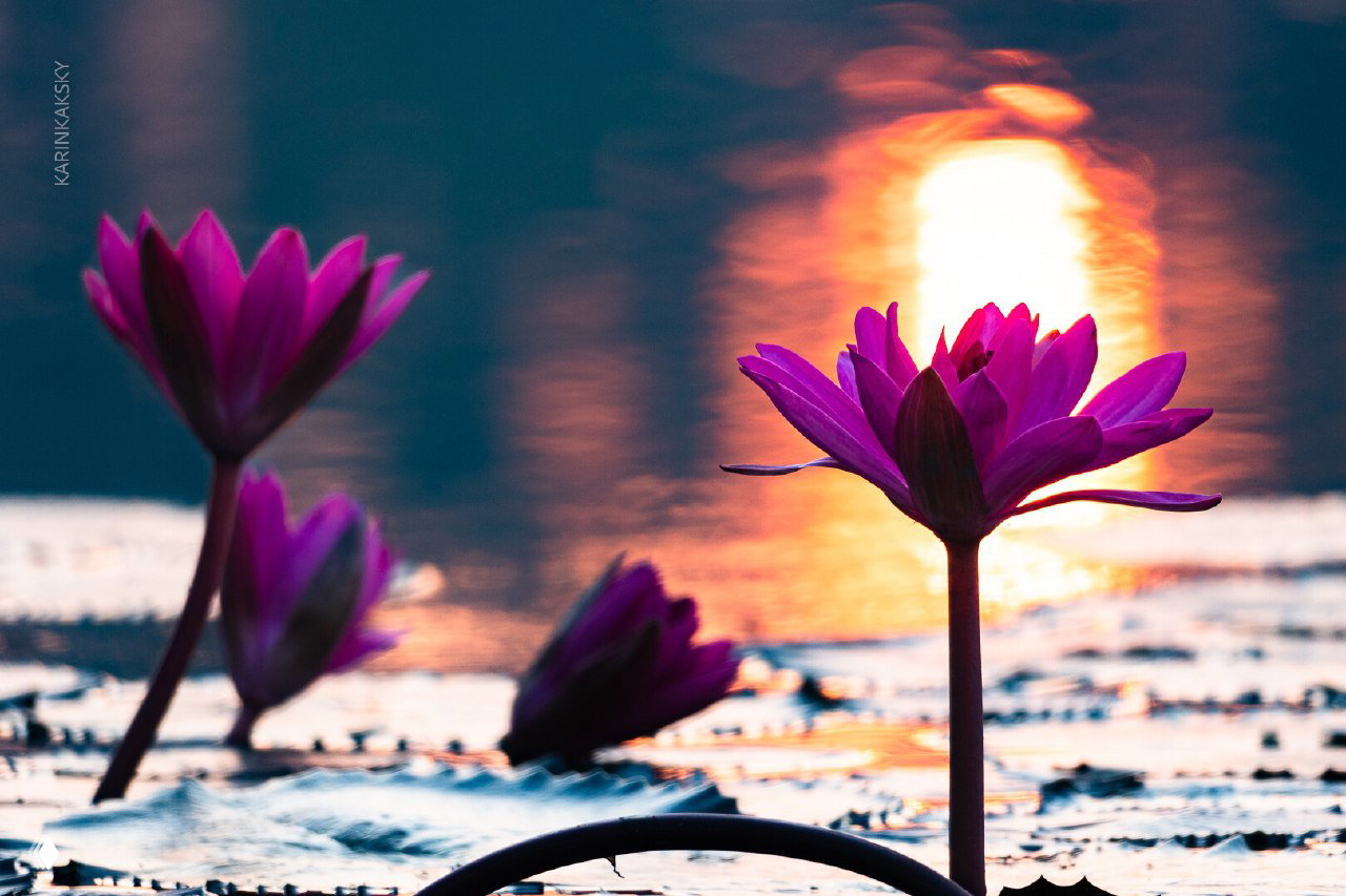 Нежные лотосы на воде на фоне закатного света — спокойный кадр природы, передающий атмосферу рассветов и закатов во время поездок.