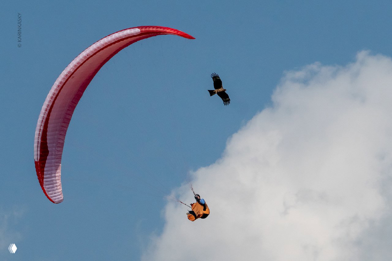 Параплан с красным куполом в небе и парящая птица на фоне голубого неба с облаком, создающие ощущение единства человека и природы в воздухе.