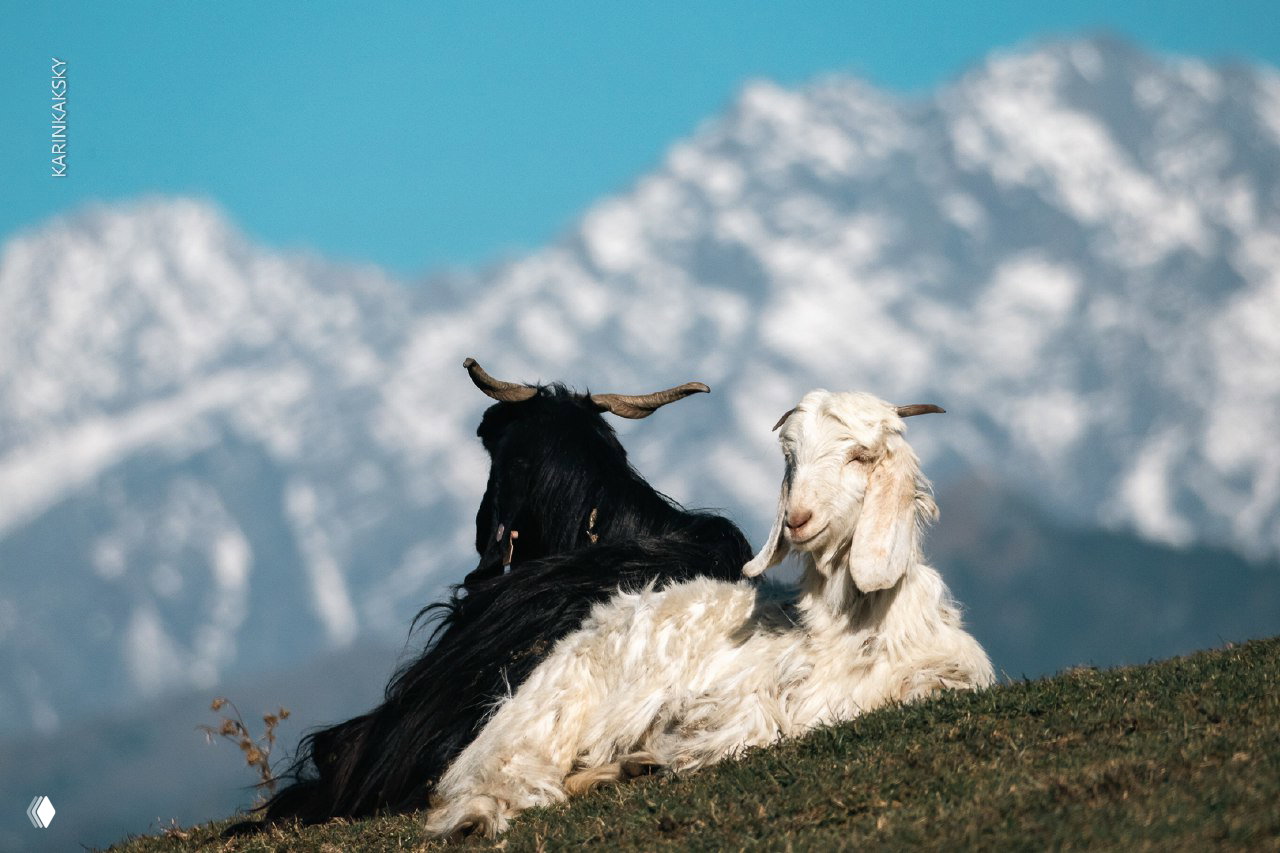 Индийские Гималаи — снег, очередь на старте и траффик