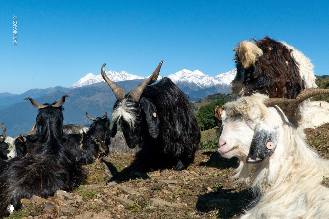Козы и козлы на высокогорном пастбище с видом на заснеженные гималайские пики, местная фауна в контексте полётов.