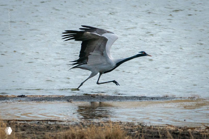 Большая водоплавающая птица разбегается по мелководью на фоне прибрежной зоны, заметный природный пейзаж рядом с местом тренировок.