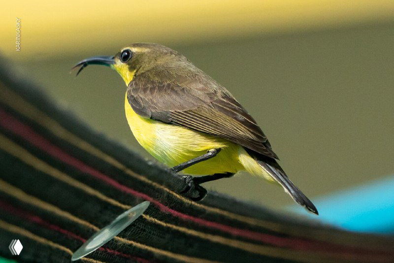 Небольшая желтоголовая птица крупным планом на фоне тёплых тонов в Таиланде; акцент на оперении и клюве, естественная среда вокруг.