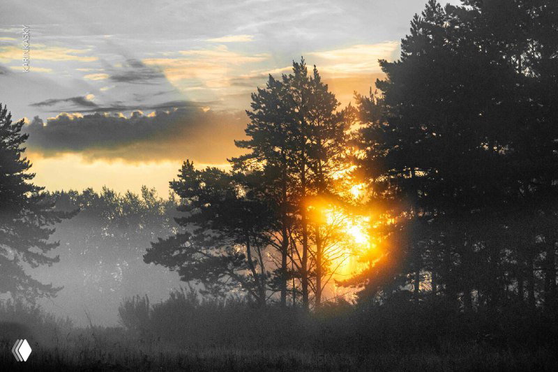 Туманное утро в сосновом лесу, через деревья пробивается тёплый солнечный свет и создаёт атмосферную игру светотени и дыма.