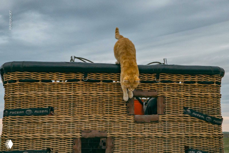 Необычное фото: кошка взбирается по внешней стороне плетёной корзины воздушного шара, кадр с близкого расстояния и голубым небом.