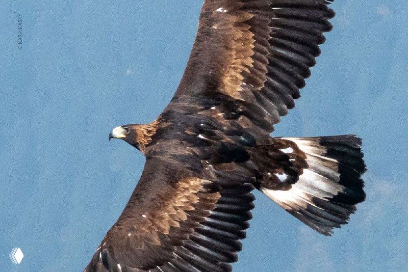 🪂 Когда страх молча забирает небо