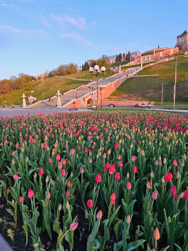 Клумба тюльпанов на фоне ступенчатой набережной и заката; яркая, тёплая сцена, дающая заряд и ощущение живой привязанности к месту.