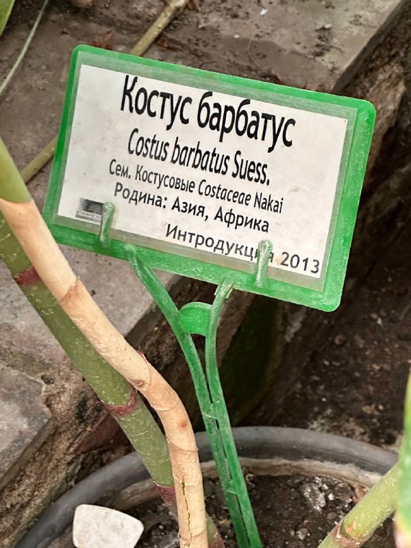 Табличка с надписью 'Костус барбатус' рядом с растением, указание родины и интродукции — образовательная маркировка внутри оранжереи.