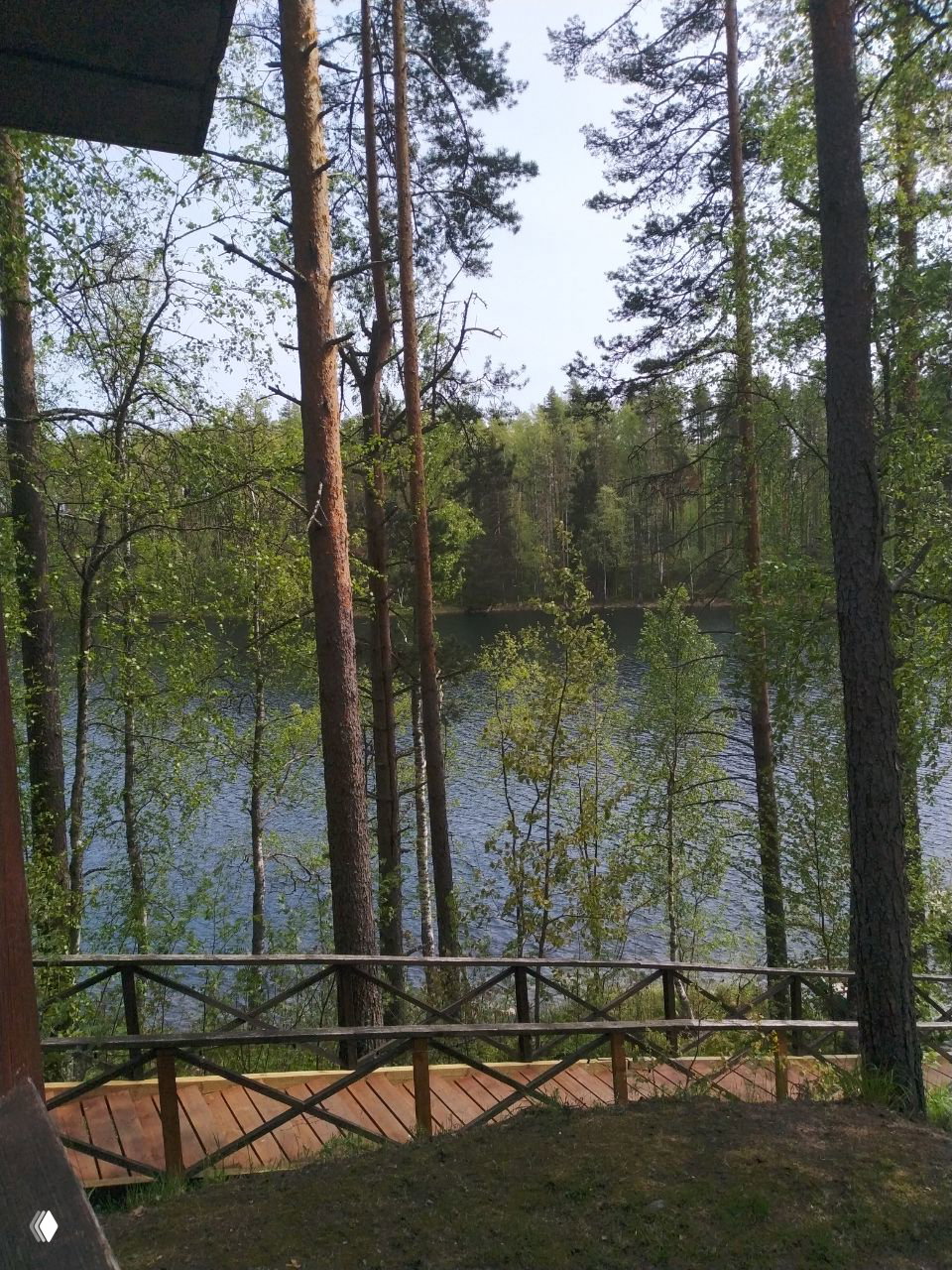 Вид на лес и озеро сквозь сосны и берёзы: деревянная дорожка с ограждением, летняя зелень и спокойная водная гладь.