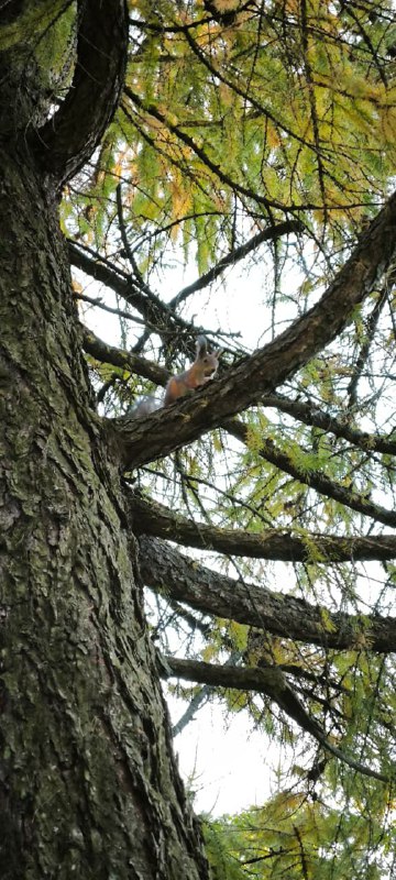 Крупный план ствола и ветвей дерева с желтеющей листвой; текстура коры и осенние оттенки создают атмосферу сезона и прогулки на свежем воздухе.