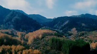 Панорамный вид на осенние горы с золотой листвой и хвойными лесами в Солдатском ущелье — типичный пейзаж для Alatau Trail Fest и трейл-маршрутов.