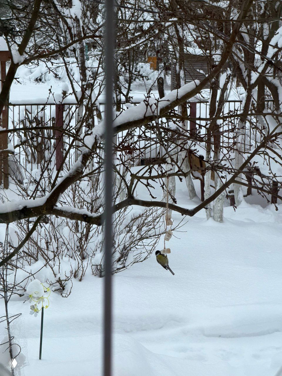 Вид из окна на зимний сад и кормушку для птиц: две синички прилетают к корму на фоне заснеженного участка дачи.