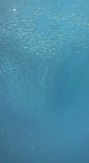 Подводный кадр с плотной стайкой сардин в синей воде; вид показывает большое скопление мелкой рыбы в океане при дневном свете.