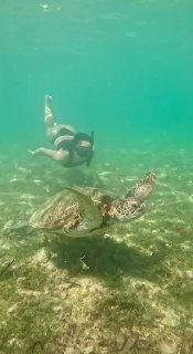 Человек со снорклом плавает рядом с двумя морскими черепахами на мелководье; видно дно и спокойную прозрачную воду вокруг.