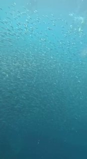 Подводный вид на стаю мелкой рыбы, образующую плотное скопление в глубине синей воды; ощущение масштаба и движения.