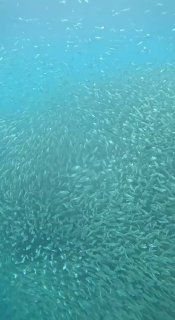 Подводный кадр с широким видом на множество мелких рыб, море бирюзово-голубого цвета и равномерное распределение стайки.