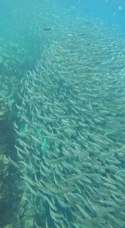 Крупный план стаи сардин, движущейся волной под водой; плотное скопление рыб создает текстуру и направление потока.